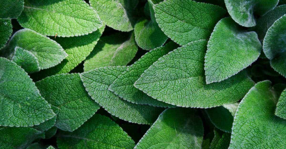 Guide pratique du Jardin Botanique de l'Université de Strasbourg